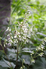 Parasenecio kamtschaticus