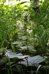 Parasenecio kamtschaticus