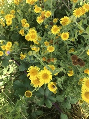 Pulicaria dysenterica