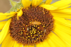 Epicauta ferruginea