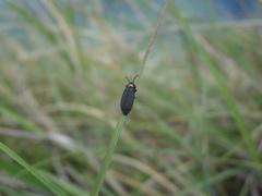 Pyrocoelia formosana
