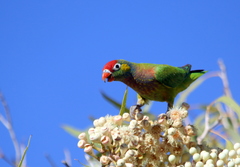 Psitteuteles versicolor