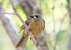 Stomiopera unicolor