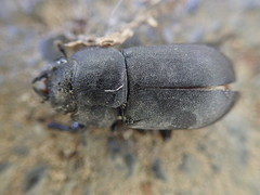 Dorcus parallelipipedus