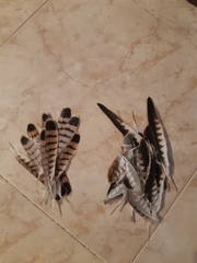 Falco naumanni