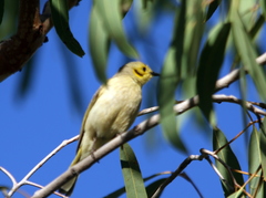 Ptilotula flavescens