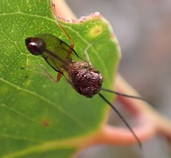 Eucharitidae