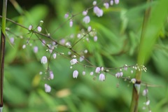 Thalictrum reniforme