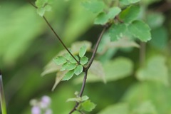Thalictrum reniforme