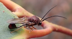 Eucharitidae