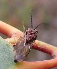 Eucharitidae