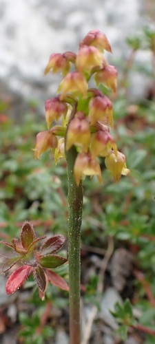 Image of Orquídea Midge Verde (Genoplesium pumilum) by no rights reserved
