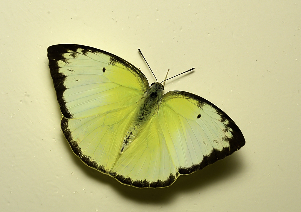 迁粉蝶（Catopsilia pomona）