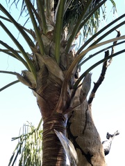 Livistona decora