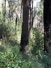 Livistona decora