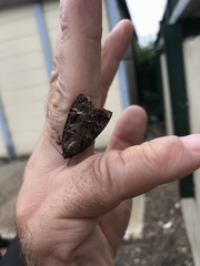 Lepidoptera