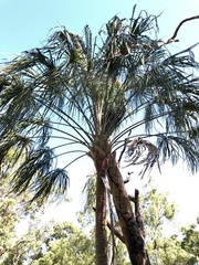 Livistona decora