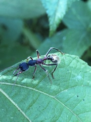 Myrmecia auriventris