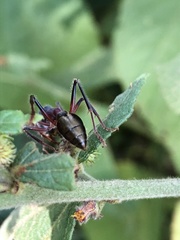 Myrmecia auriventris
