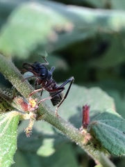 Myrmecia auriventris
