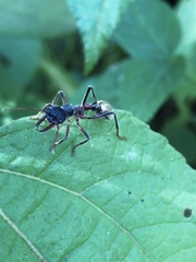 Myrmecia auriventris