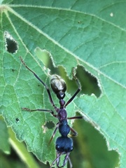 Myrmecia auriventris