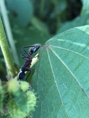 Myrmecia auriventris