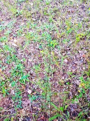 Artemisia campestris