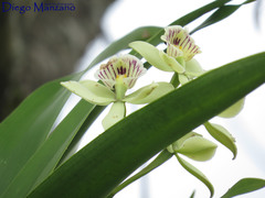 Prosthechea radiata