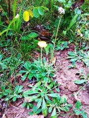 Pilosella officinarum