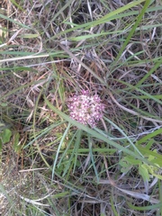 Asclepias michauxii