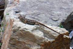 Sceloporus horridus