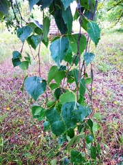 Betula pendula