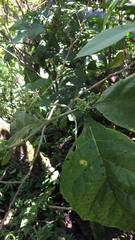 Solanum jamaicense