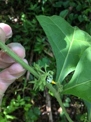 Solanum jamaicense