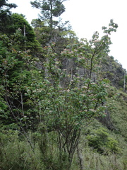 Viburnum betulifolium