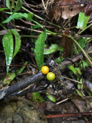 Solanum jamaicense