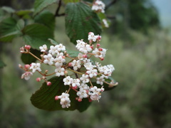 Viburnum betulifolium