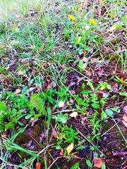 Scorzoneroides autumnalis