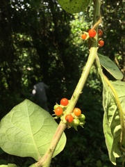 Solanum jamaicense