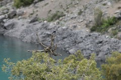 Phoenicurus coeruleocephala