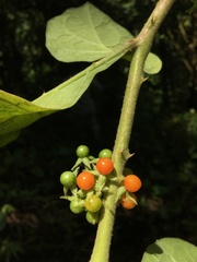 Solanum jamaicense