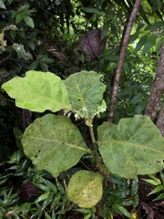 Solanum jamaicense