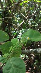 Solanum jamaicense