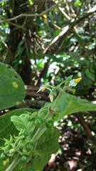 Solanum jamaicense