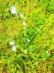 Cichorium intybus