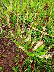Lepidium densiflorum