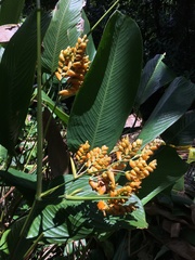 Stromanthe jacquinii