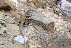 Aspidoscelis sackii sackii