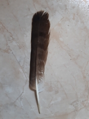 Hieraaetus pennatus